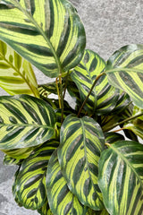 The Calathea makoyana boasts gorgeous lighter green foliage with darker borders and stripes.