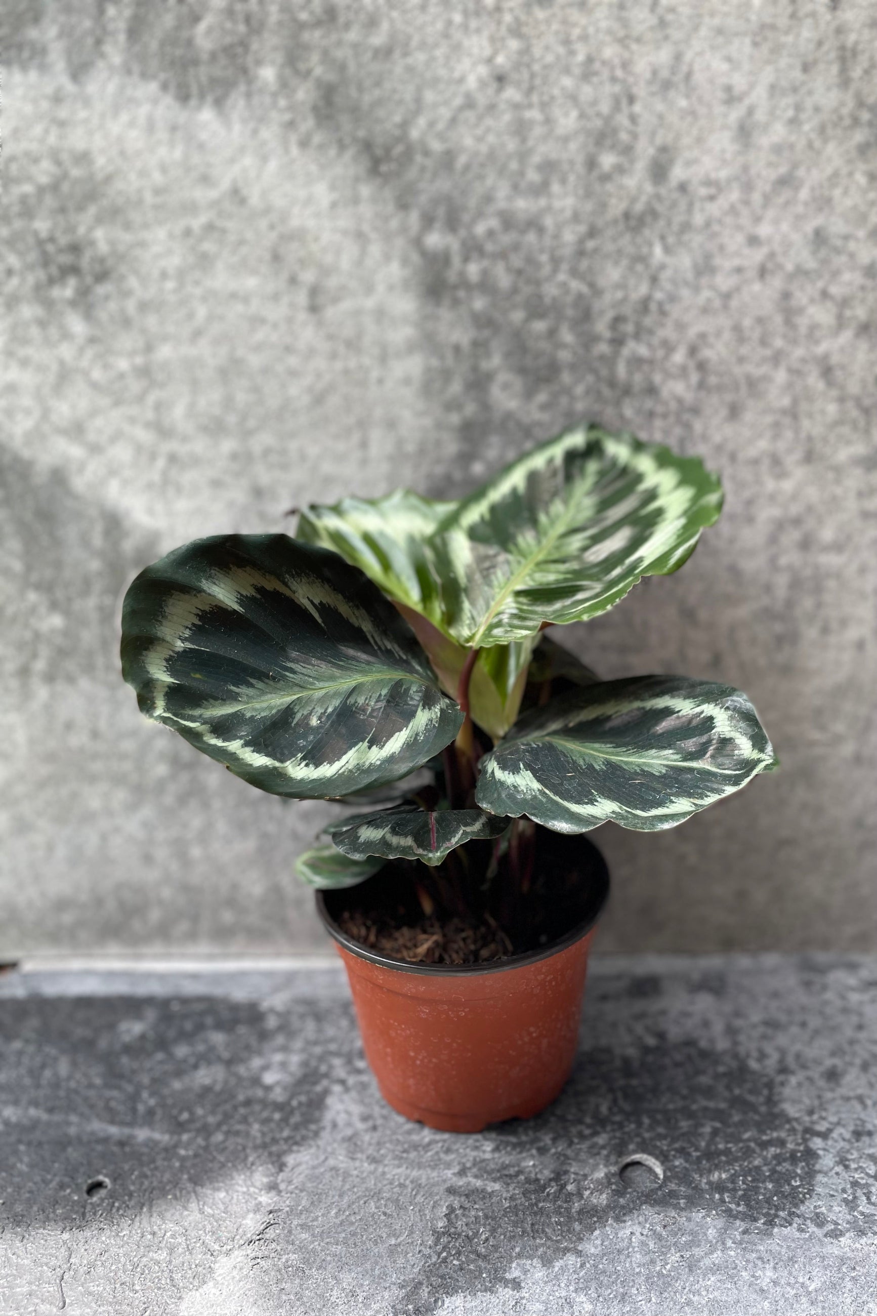 Calathea 'Medallion' in a 6" growers pot shown from the side ©Sprout Home