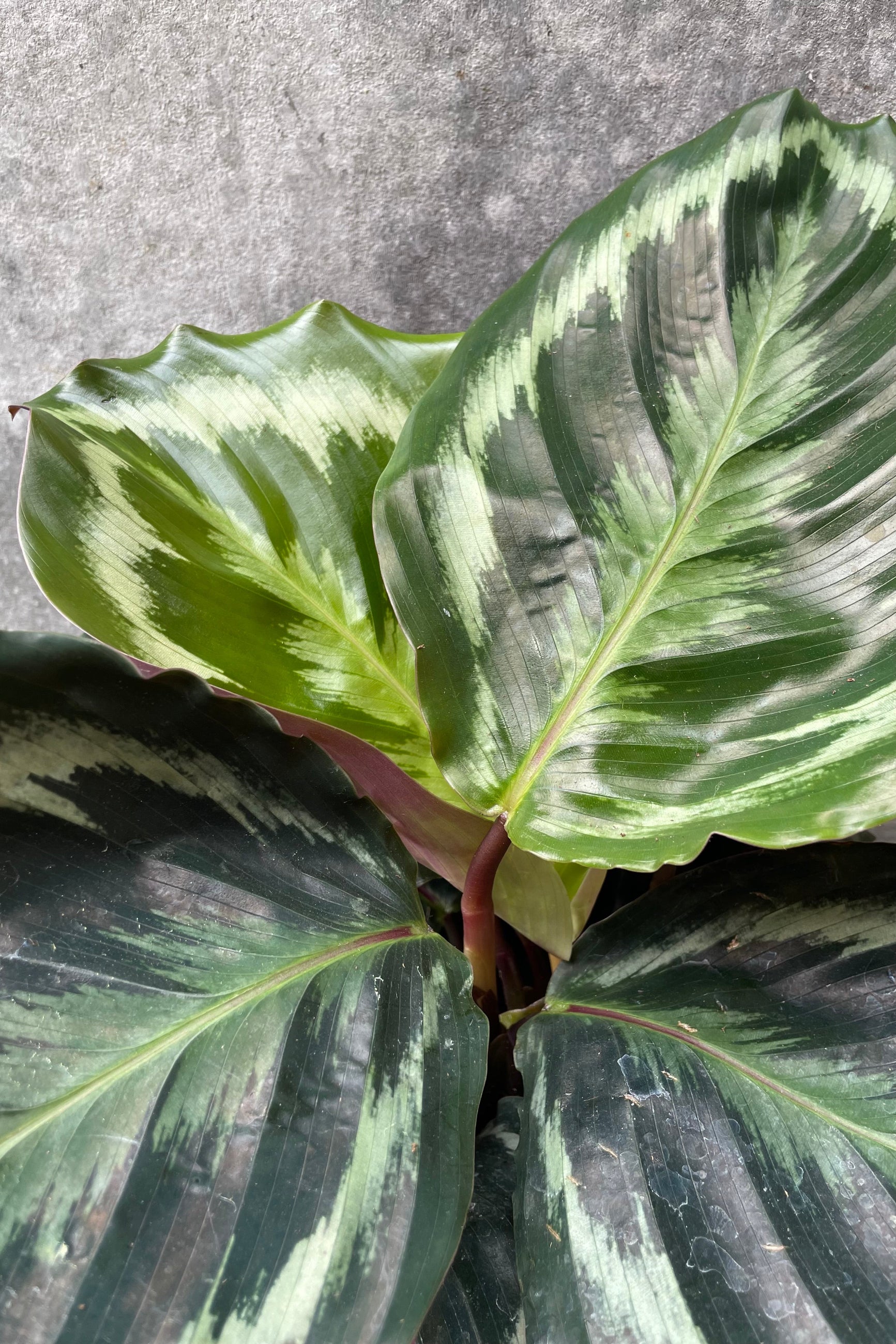Calathea 'Medallion' leaves up close showing the white and red variegation ©Sprout Home