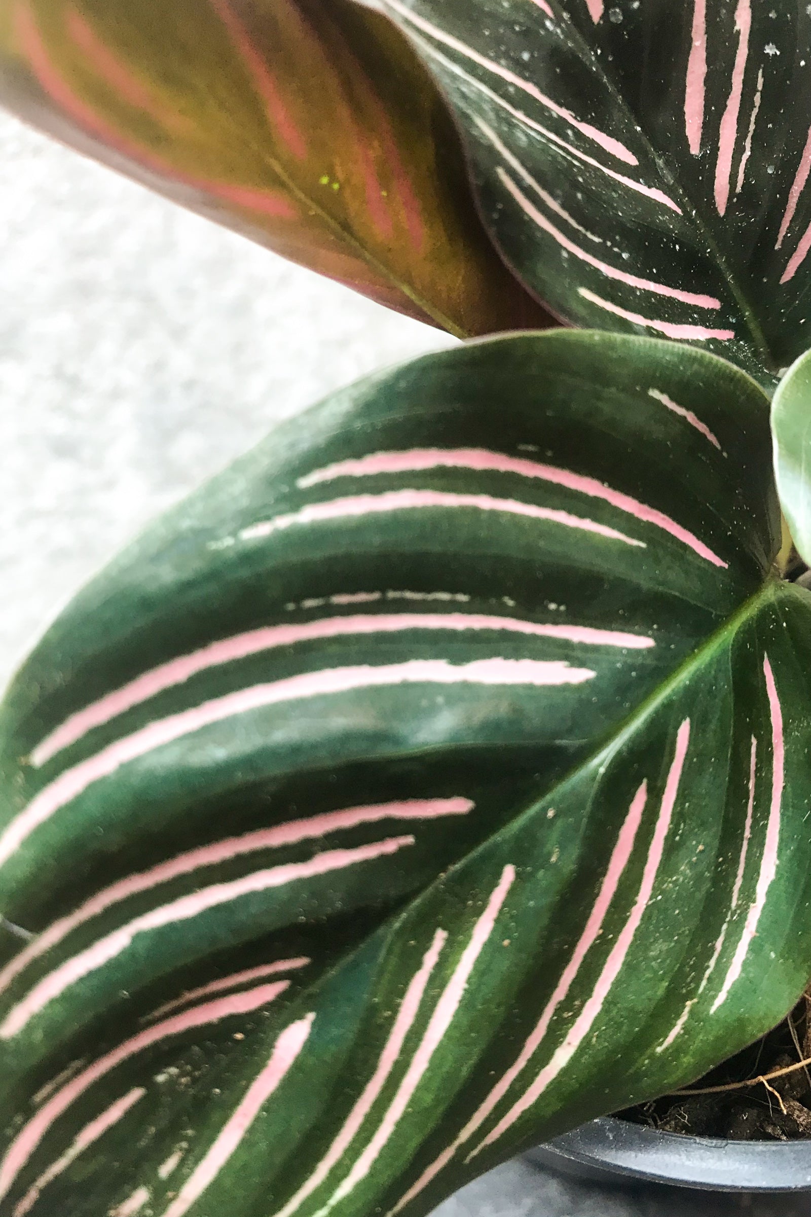 Close up of Calathea ornata leaves