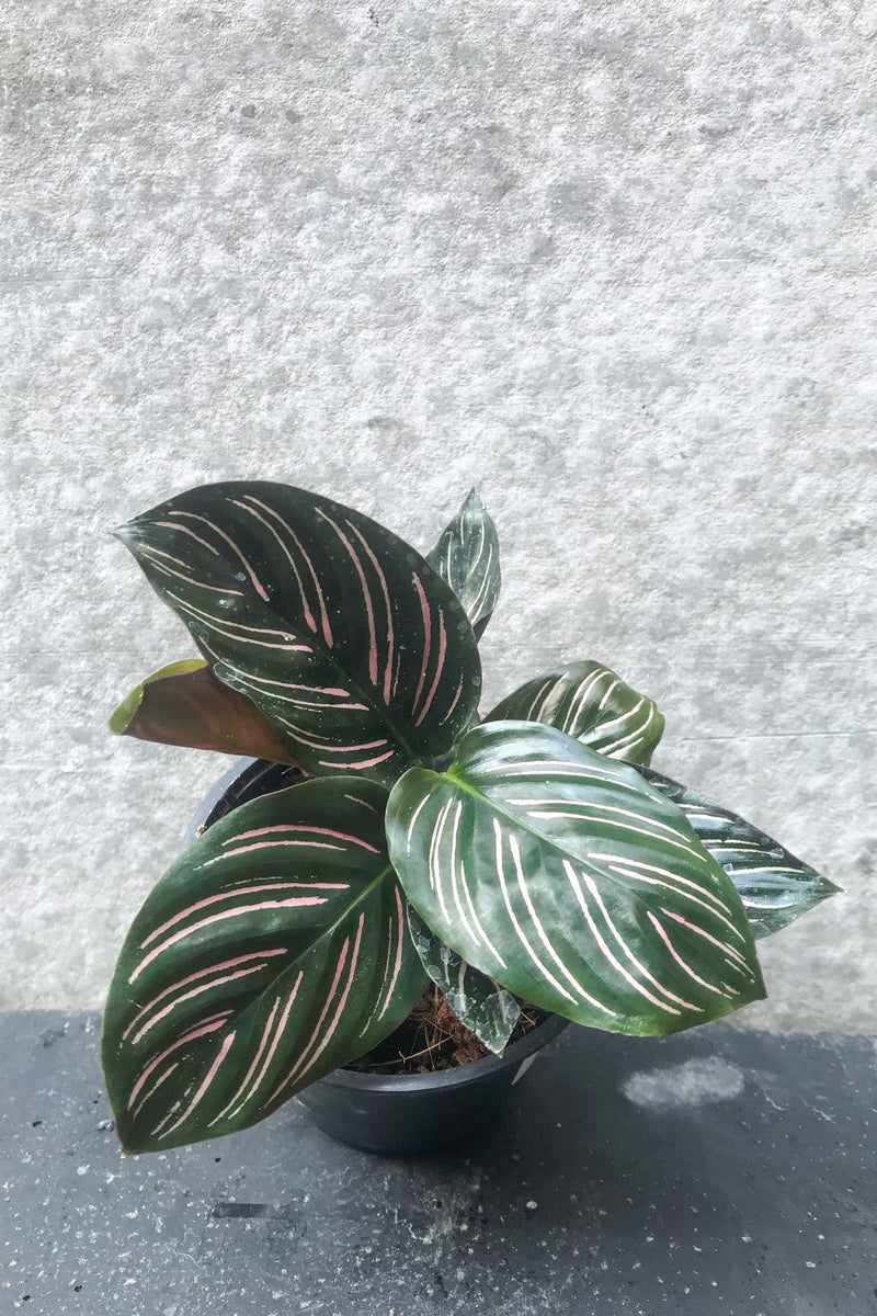 Calathea ornata in four inch pot in front of grey background