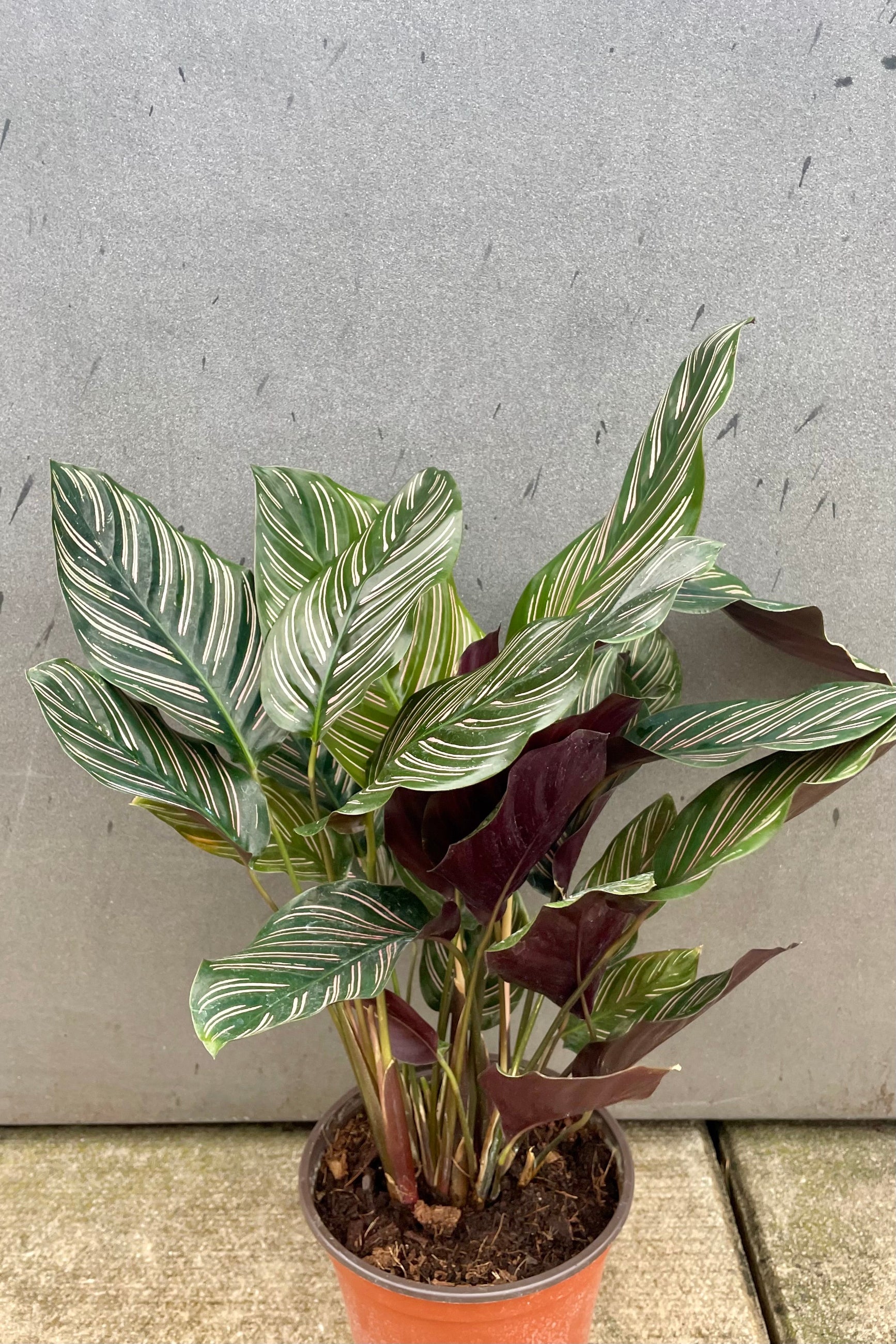 Green leaves with pink stripes of Calathea ornata against gray wall ©Sprout Home