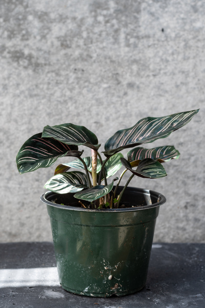 Calathea Ornata in six inch pot in front of grey background