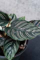 Close up of Calathea ornata leaves
