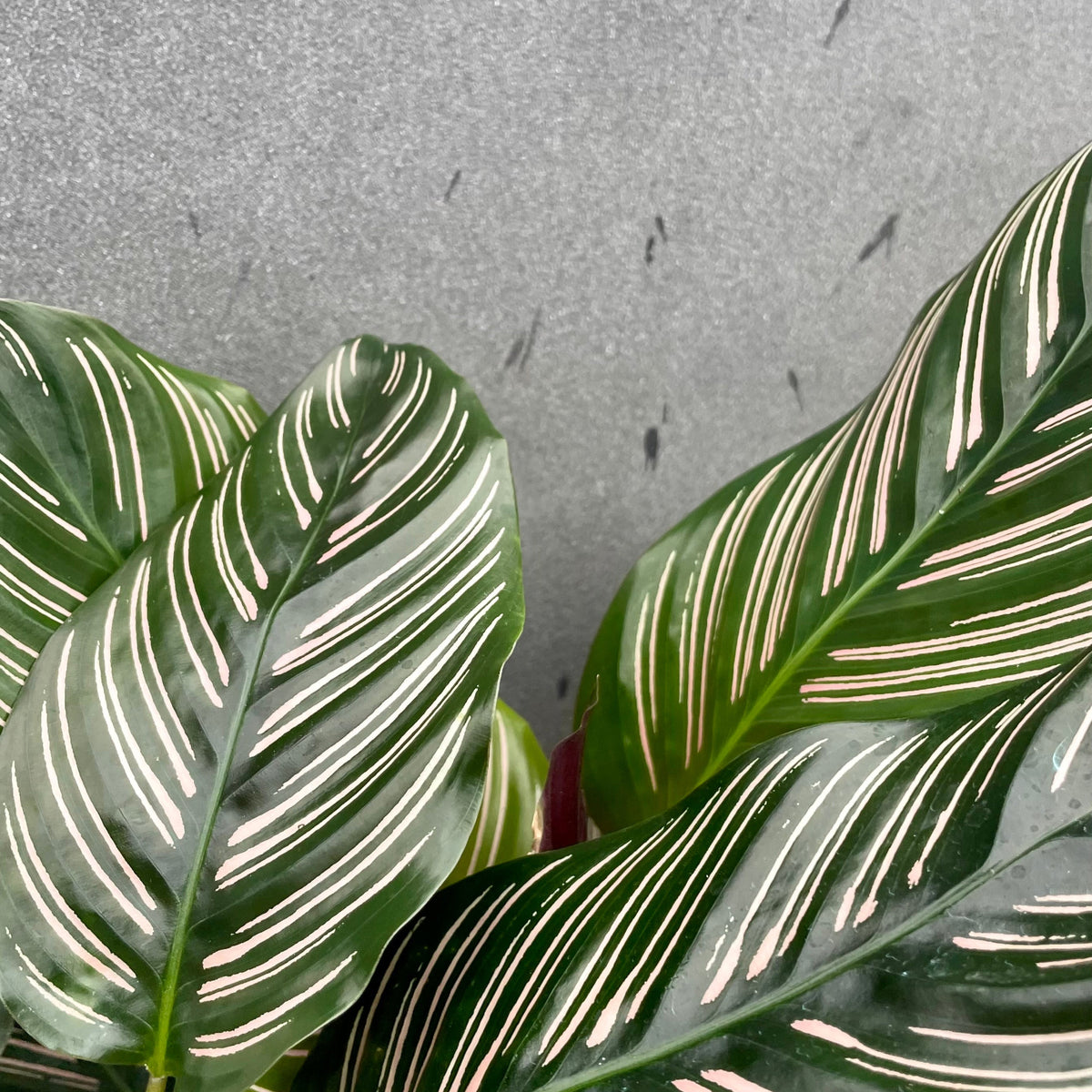 Calathea ornata 6