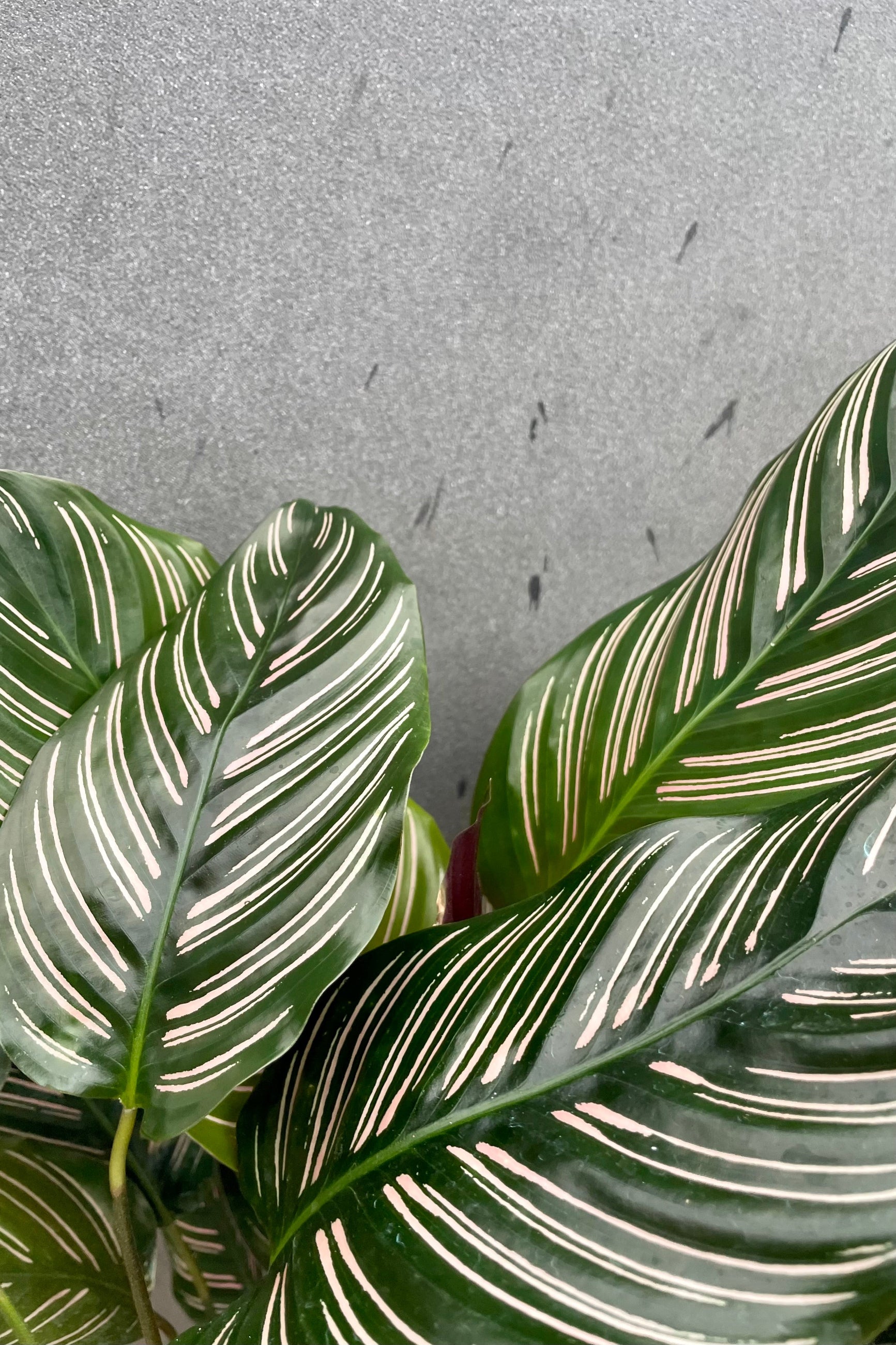 Close up of green and pink striped leaves of Calathea ornata. ©Sprout Home