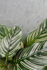 Close up of green and pink striped leaves of Calathea ornata.
