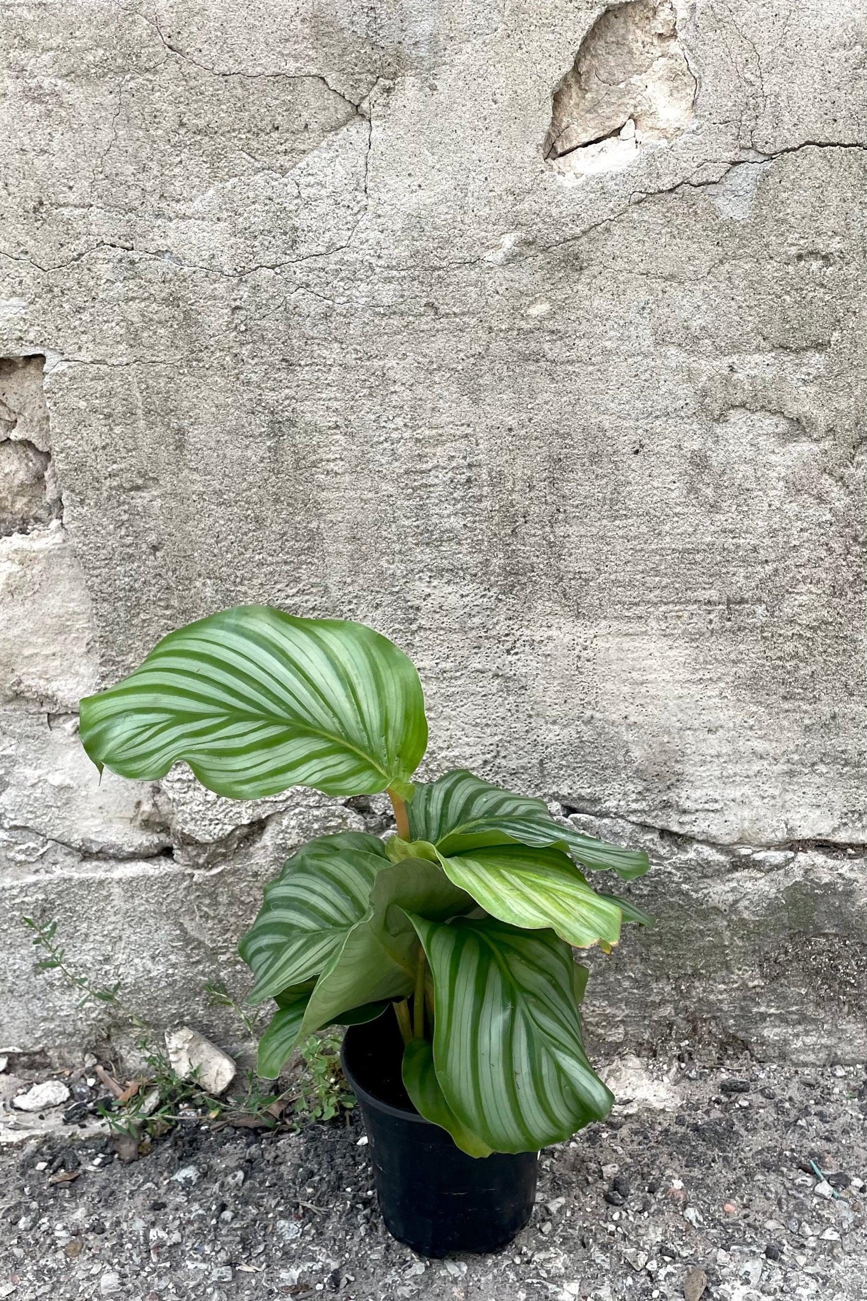 A full-body view of the 4" Calathea orbifolia against a concrete backdrop  ©Sprout Home