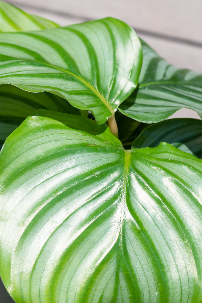 Close up of Calathea orbifolia Syn. Goeppertia orbifolia leaves