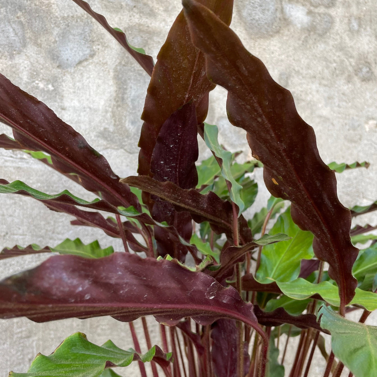 Calathea rufibarba 10
