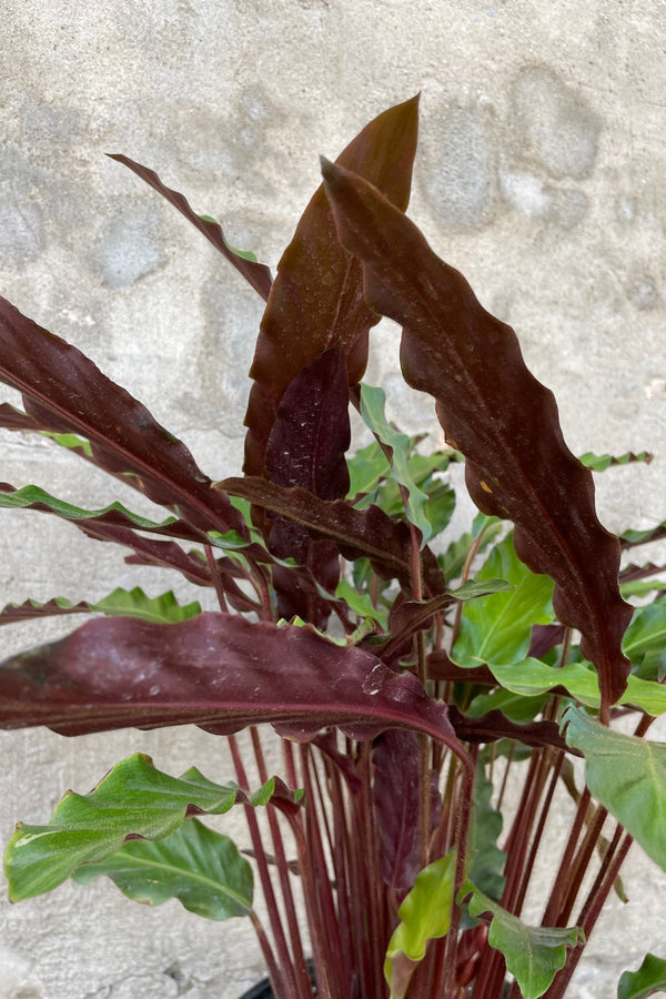 Calathea rufibarba 10" detail of fuzzy maroon and green ruffled leaves against a grey wall.