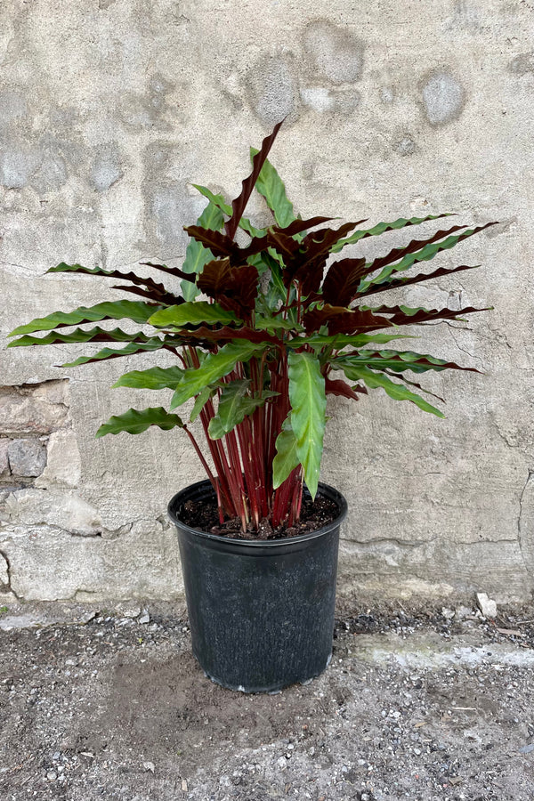 Calathea rufibarba 10" black growers pot with fuzzy maroon and green ruffled leaves against a grey wall.