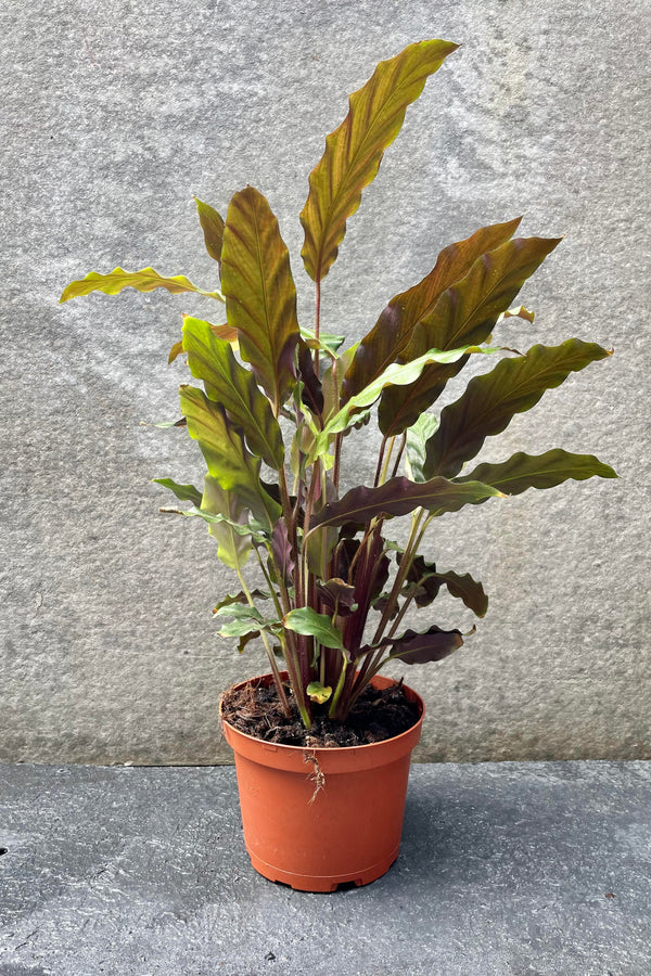 The Calathea rufibarba sits pretty in its 6 inch growers pot against a grey backdrop.