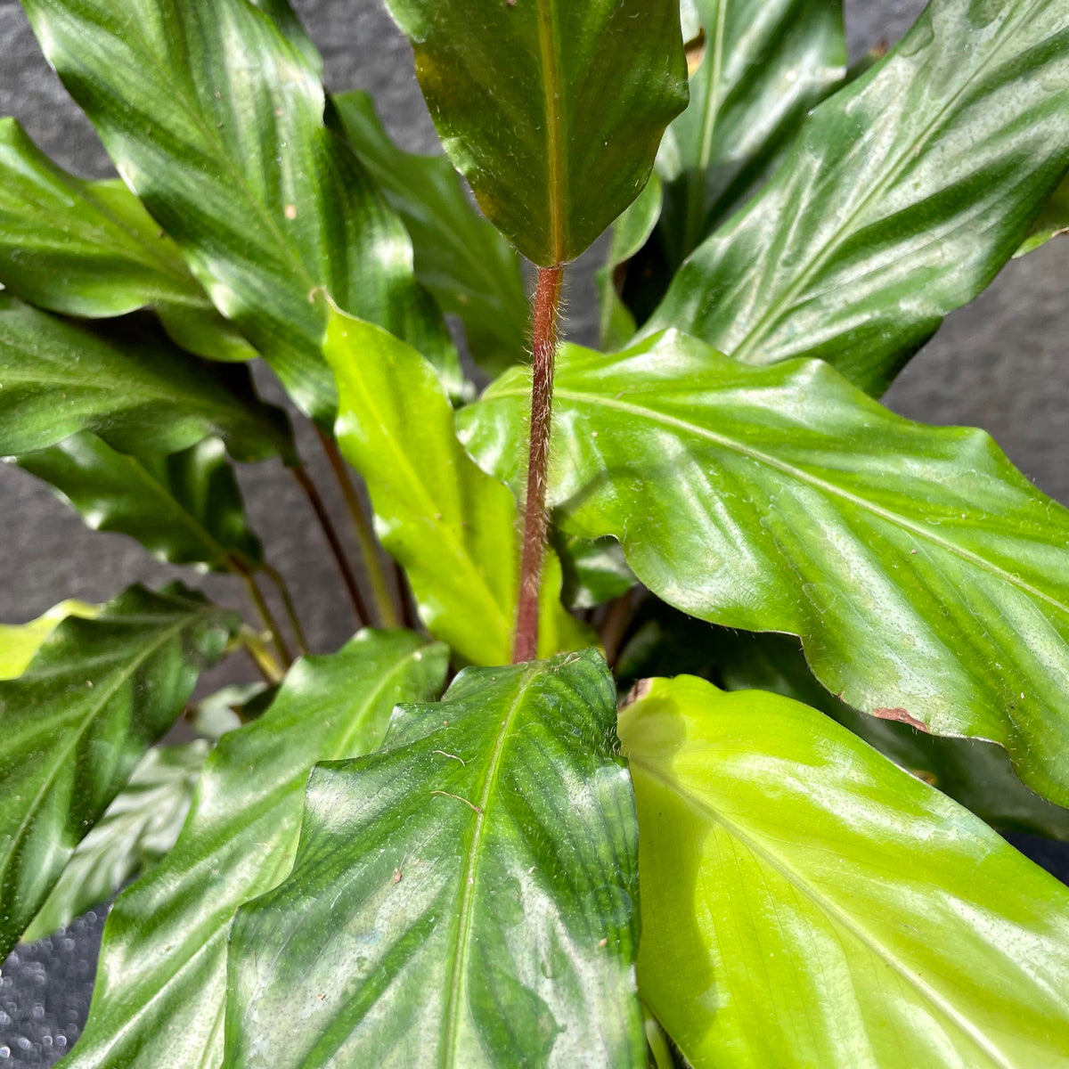Calathea rufibarba 6