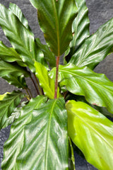 The Calathea rufibarba has elongated, rich green leaves and maroon stems.
