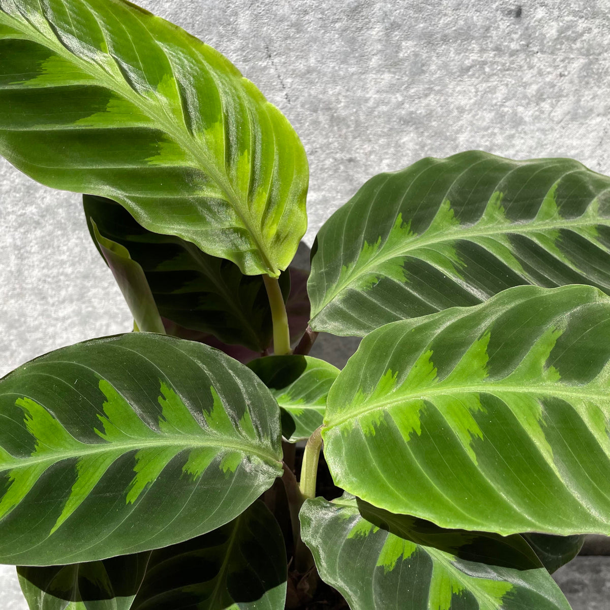 calathea verwelkt Calathea warscewiczii 'Jungle Velvet' 6