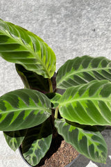 Close up of Calathea warscewiczii "Jungle Velvet" foliage