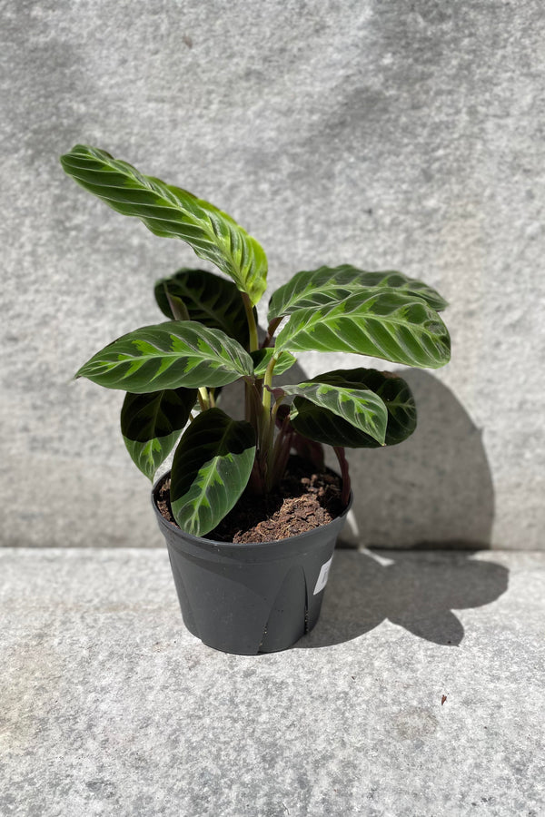 Calathea warscewiczii "Jungle Velvet" in front of grey background