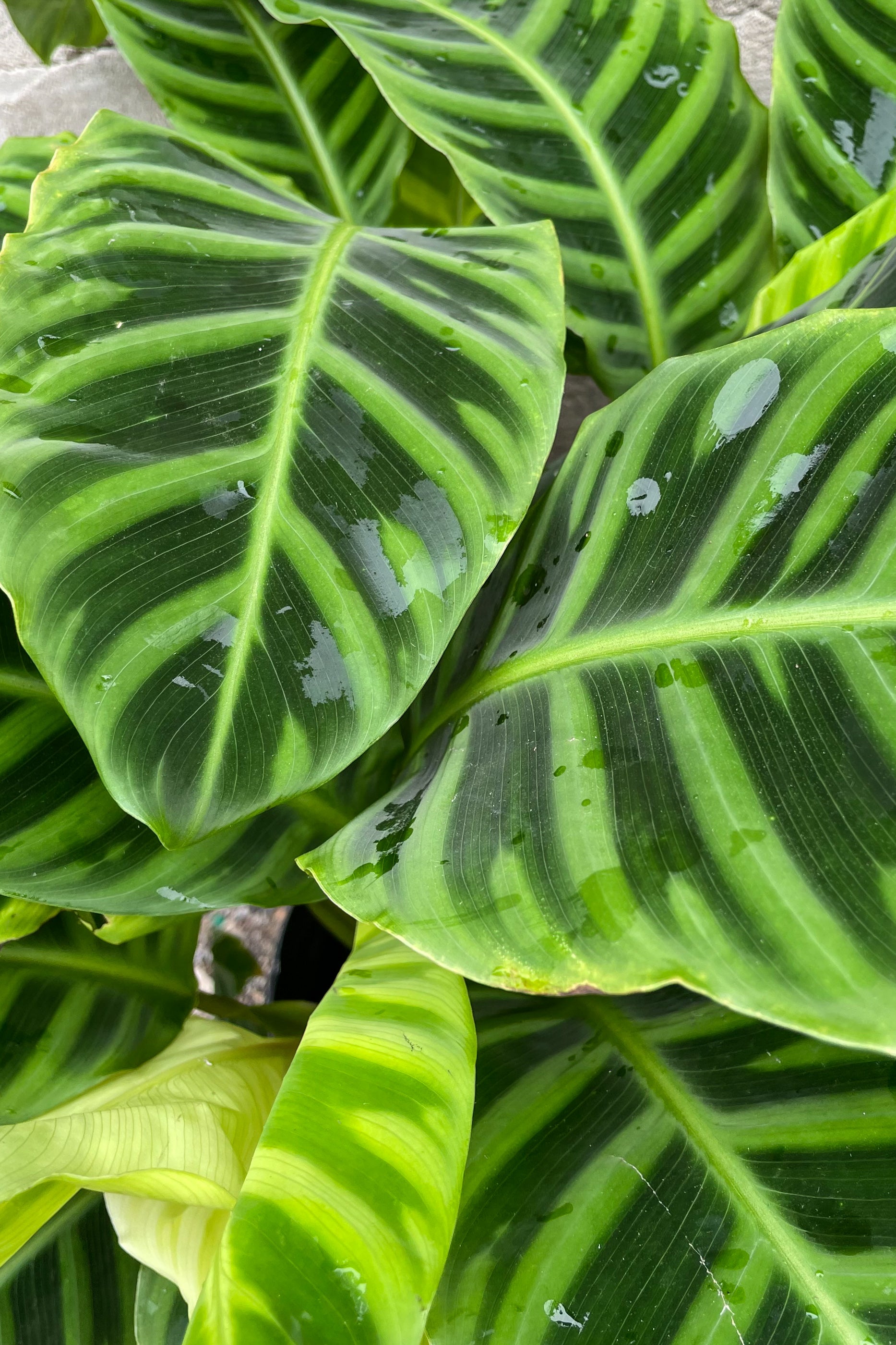 Close up of Calathea zebrina foliage