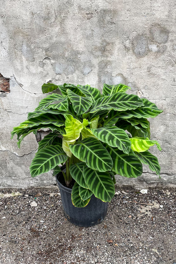 Calathea zebrina in grow pot in front of grey concrete background