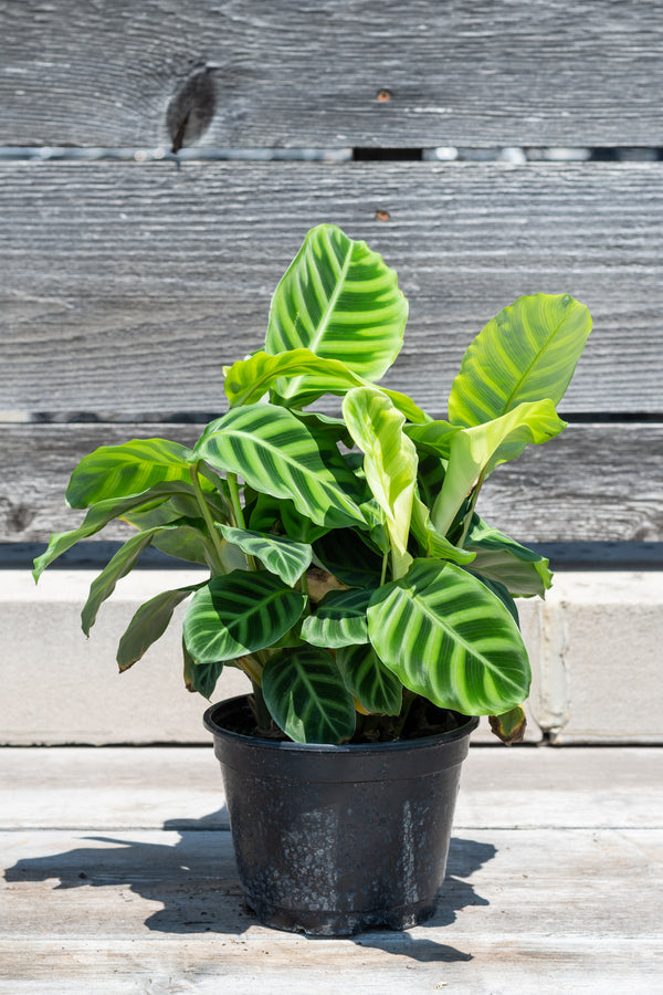 Calathea zebrina in front of grey wood background