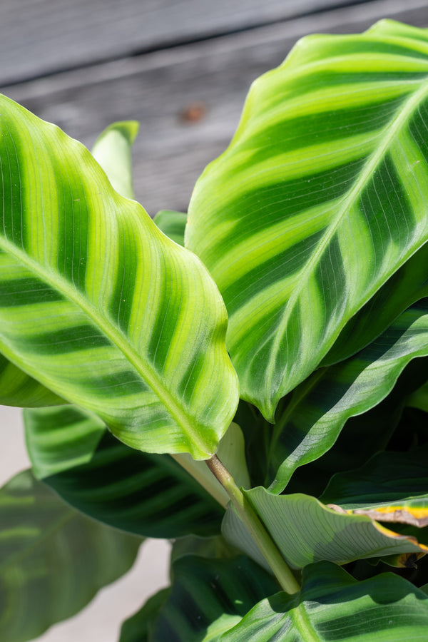 Close up of Calathea zebrina foliage