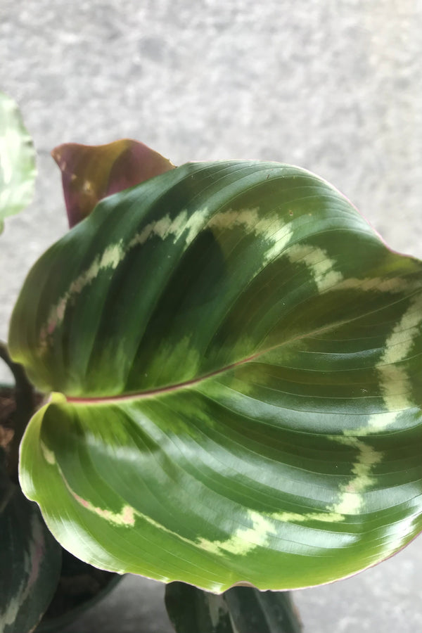 Close up of Calathea 'Medallion' Leaf against concrete