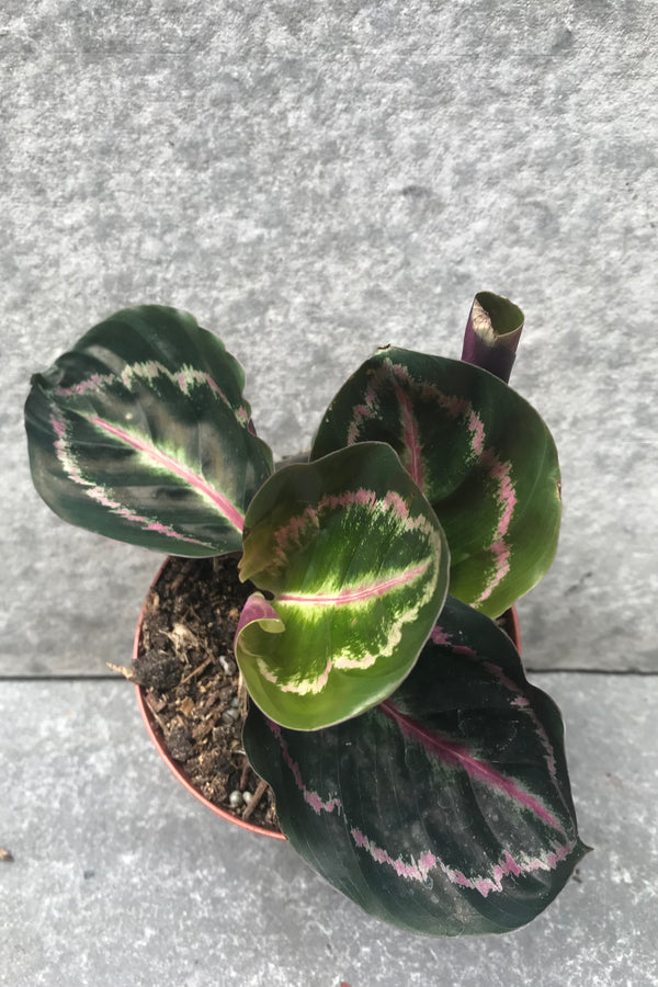 Calathea roseopicta against grey background