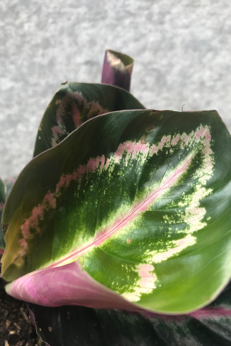 Close up of Calathea roseopicta against grey background