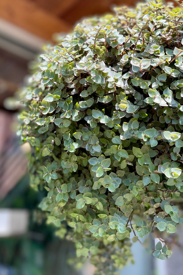 detail of Callisia repens 10" in the sprout home garden 