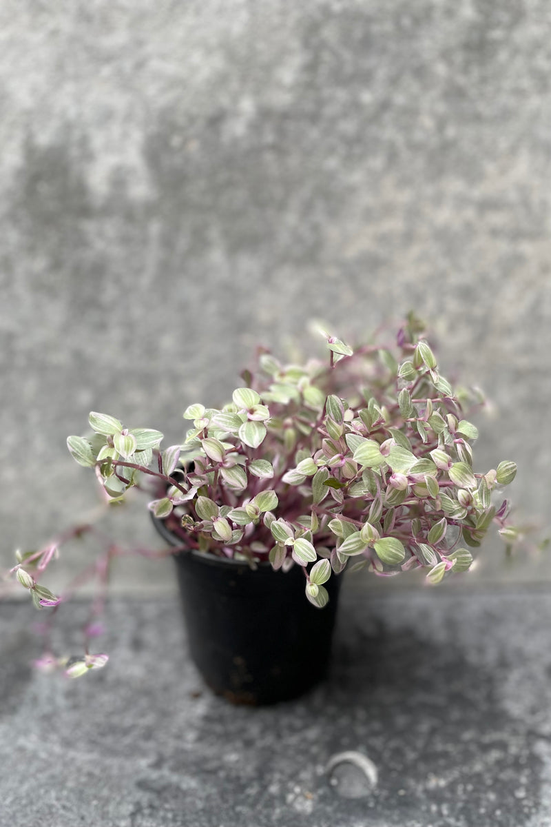 Callisia repens in grow pot in front of grey background