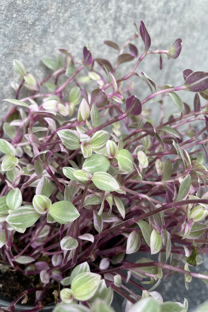 Close up of Callisia repens leaves in front of grey background