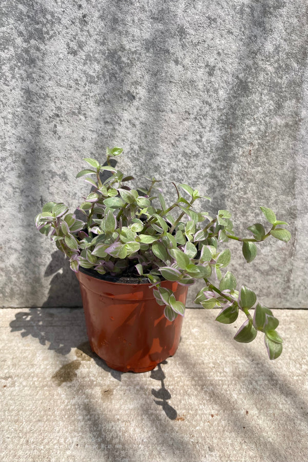 detail of the Callisia repens 4" with green and  purple vining leaves against a grey wall