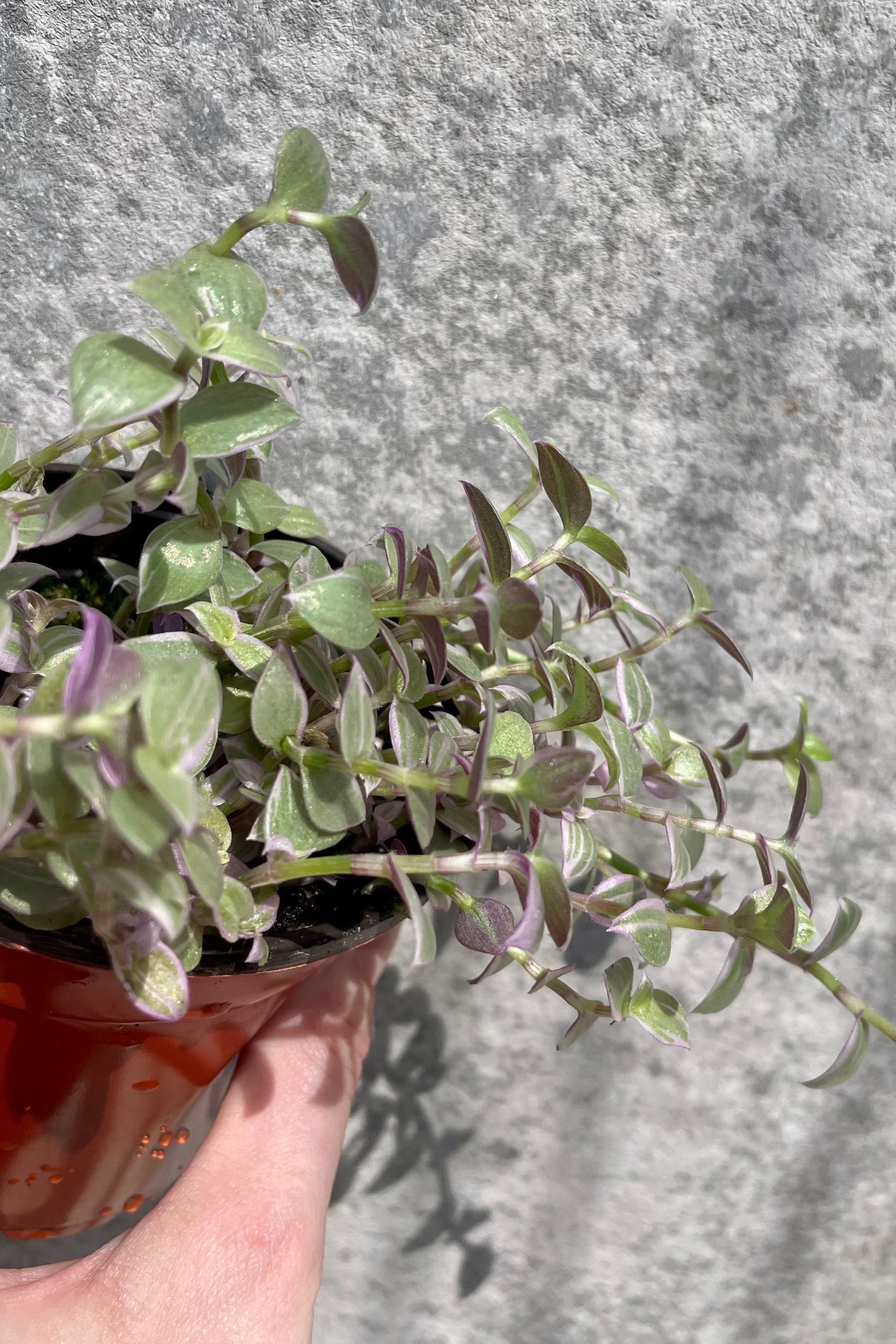 Callisia repens 4" with green and  purple vining leaves against a grey wall  ©Sprout Home