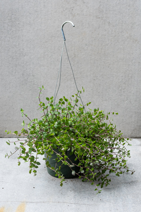 Callisia repent plant in an 8 inch pot against a grey background.