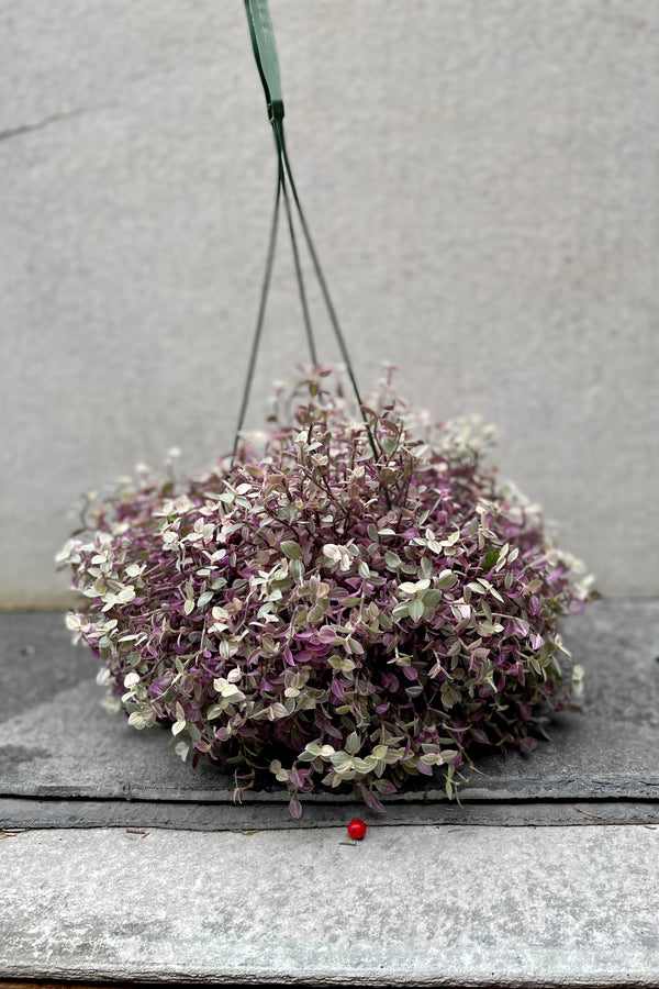 Callisia repens 'Pink Lady' in hanging grow pot in front of grey background