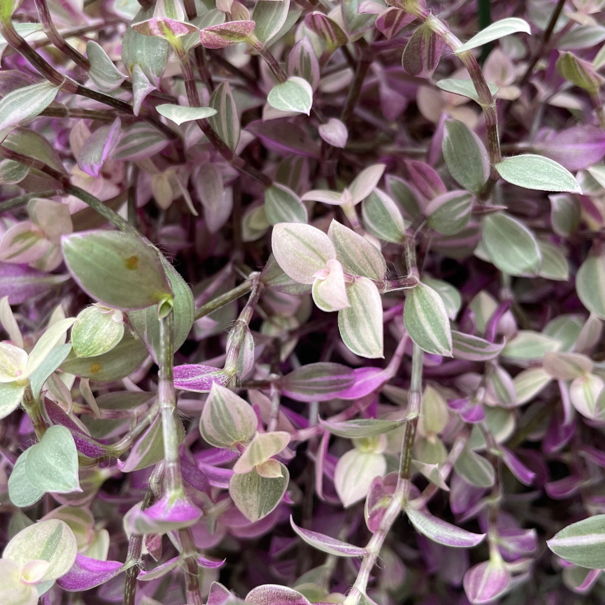 Callisia repens 'Pink Lady' 6" at SPROUT HOME
