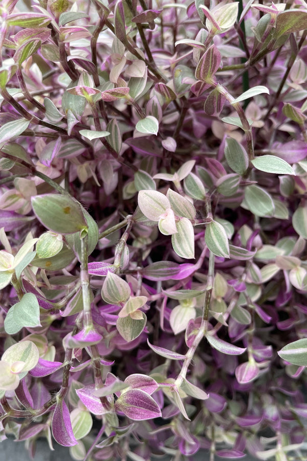 Close up of Callisia repens 'Pink Lady' green and purple leaves