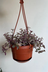 Photo of trailing stems of lavender-purple leaves of Callisia repens against white wall