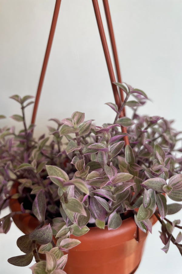 Close photo of small lavender-purple leaves of Callisia repens