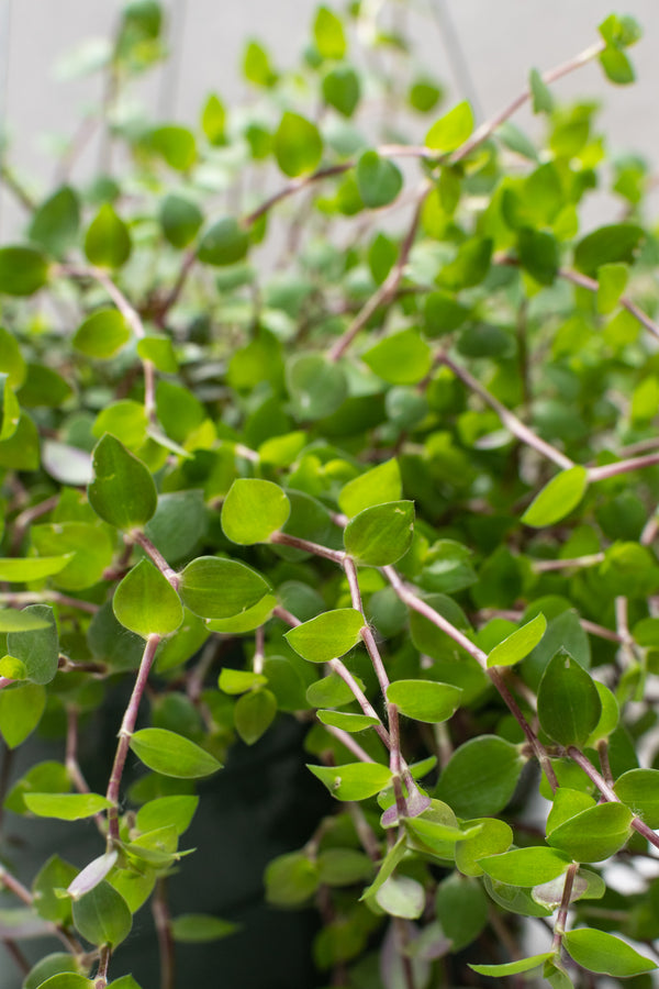 Callisia repens plant detailed shot of the leaves.