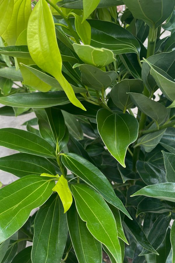 A close-up view of leaves from the 14" Cinnamomum verum featuring dark green old growth and light green new growth