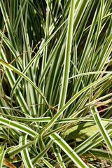 the green arching leaves with white borders of the Carex 'Everest' sedge grass in late June at Sprout Home.