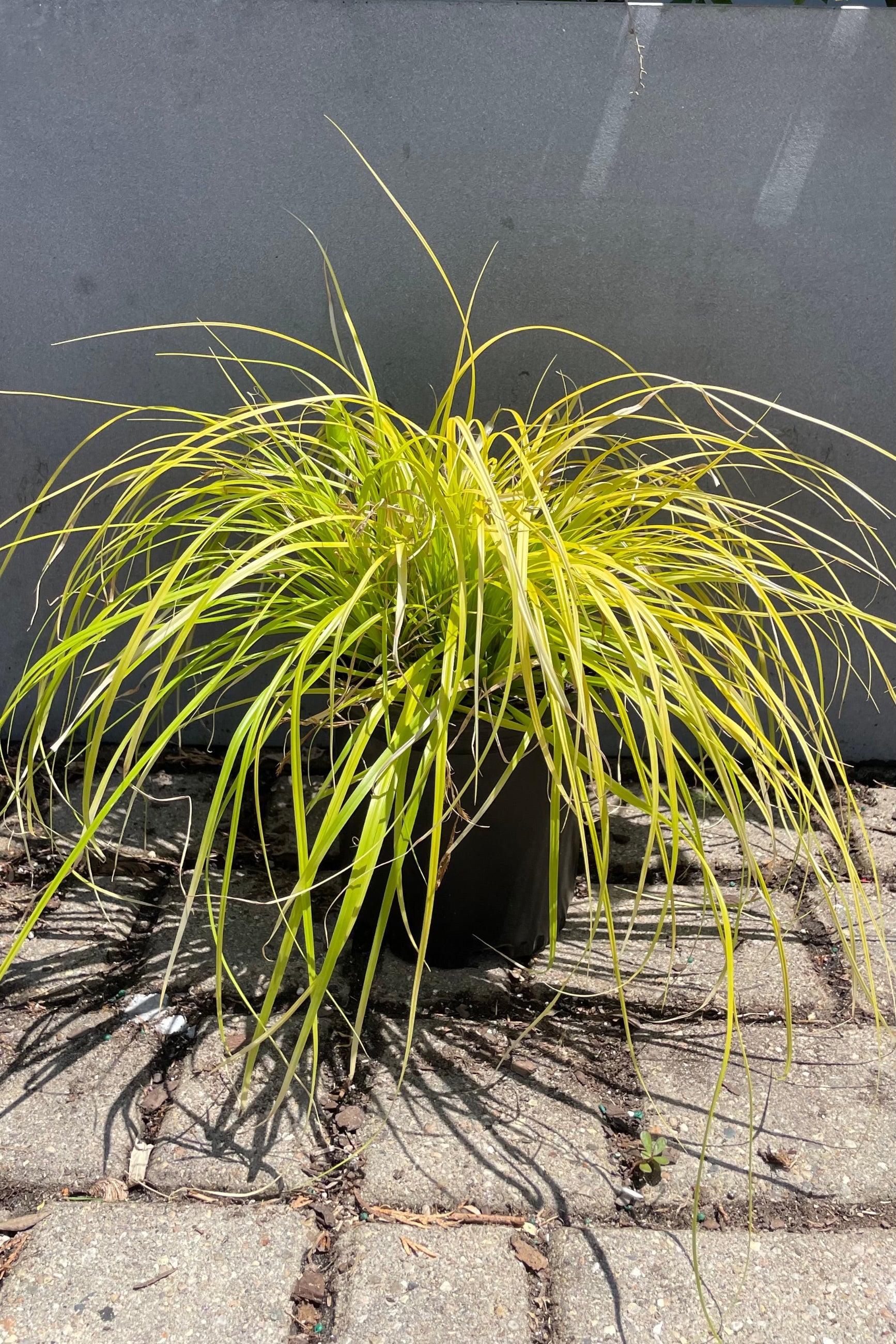 #1 pot size of Carex 'Everillo' the end of June against a grey background showing the intense yellow green foliage at Sprout Home the end of June.©Sprout Home