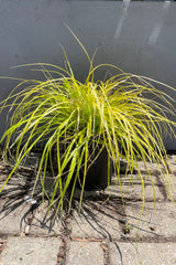 #1 pot size of Carex 'Everillo' the end of June against a grey background showing the intense yellow green foliage at Sprout Home the end of June.
