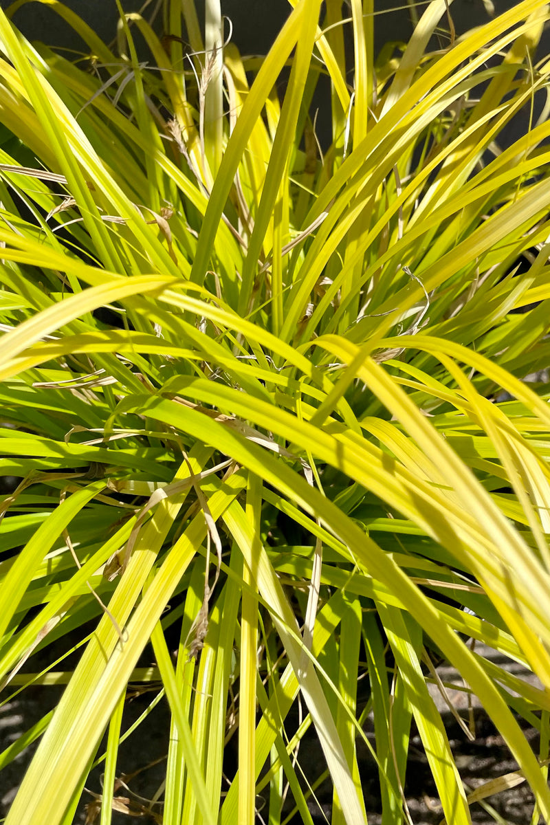 Detail picture of the bright yellow green blades of foliage of the Carex 'Everillo' sedge the end of June at Sprout Home.