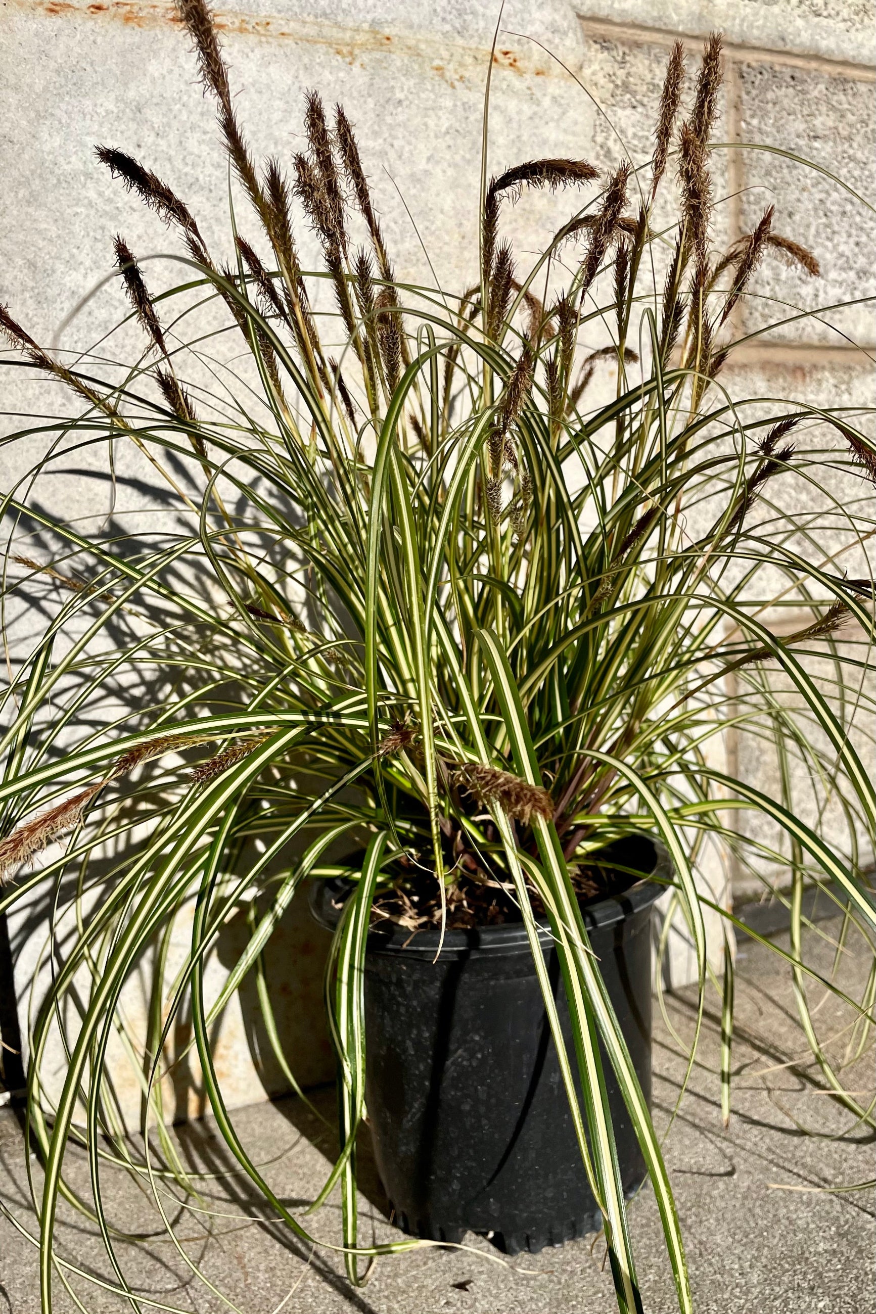 The Carex 'Ice Cream' grass in a #1 growers pot. ©Sprout Home