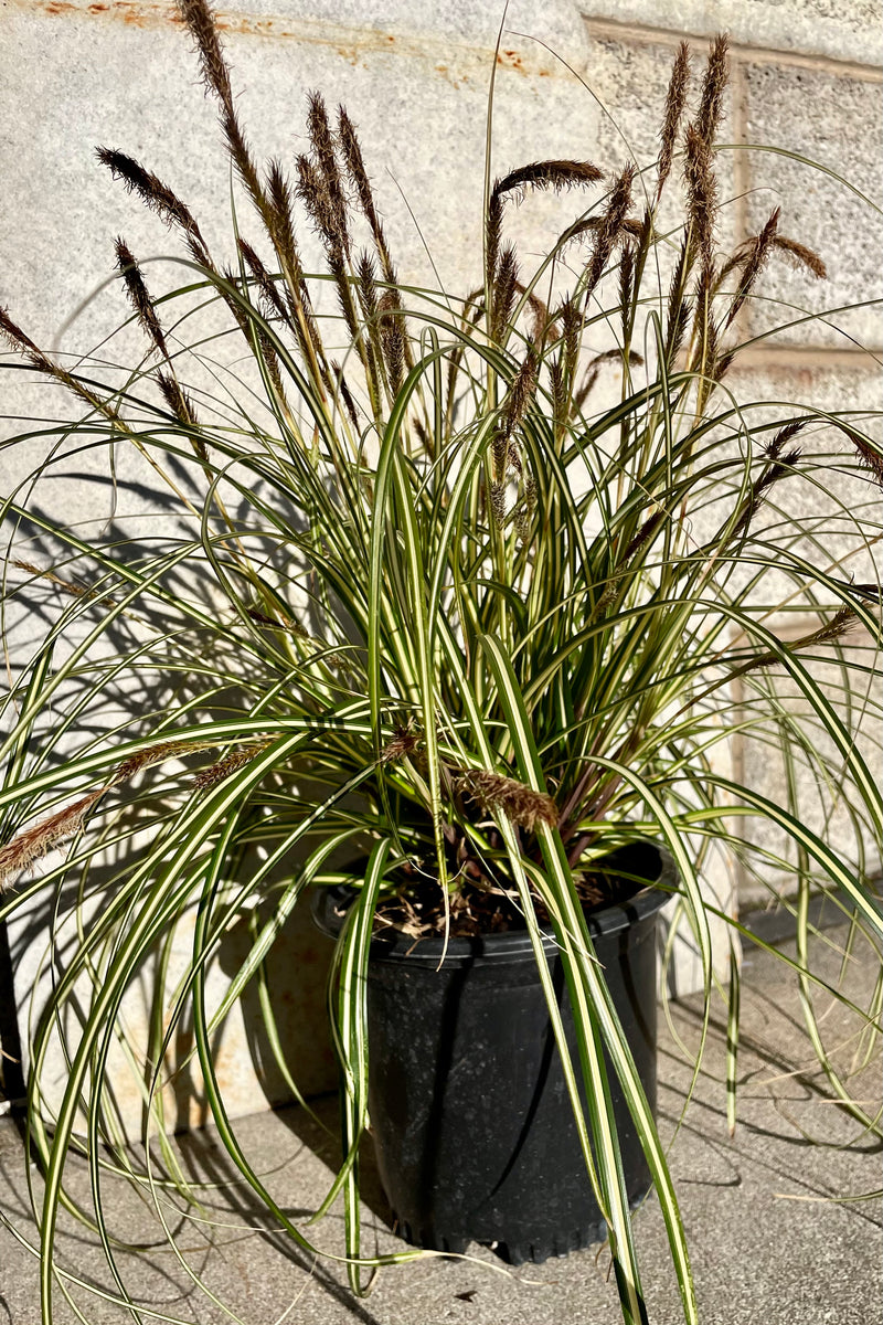 The Carex 'Ice Cream' grass in a #1 growers pot. 
