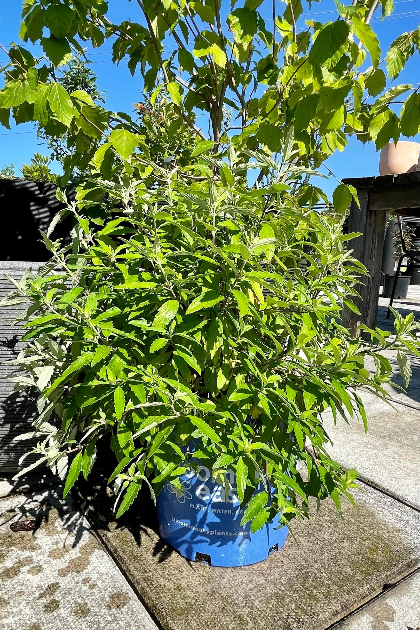 #2 pot size of the Caryopteris 'Beekeeper' bluebeard the end of June at Sprout Home showing the green leaves before bloom . ©Sprout Home