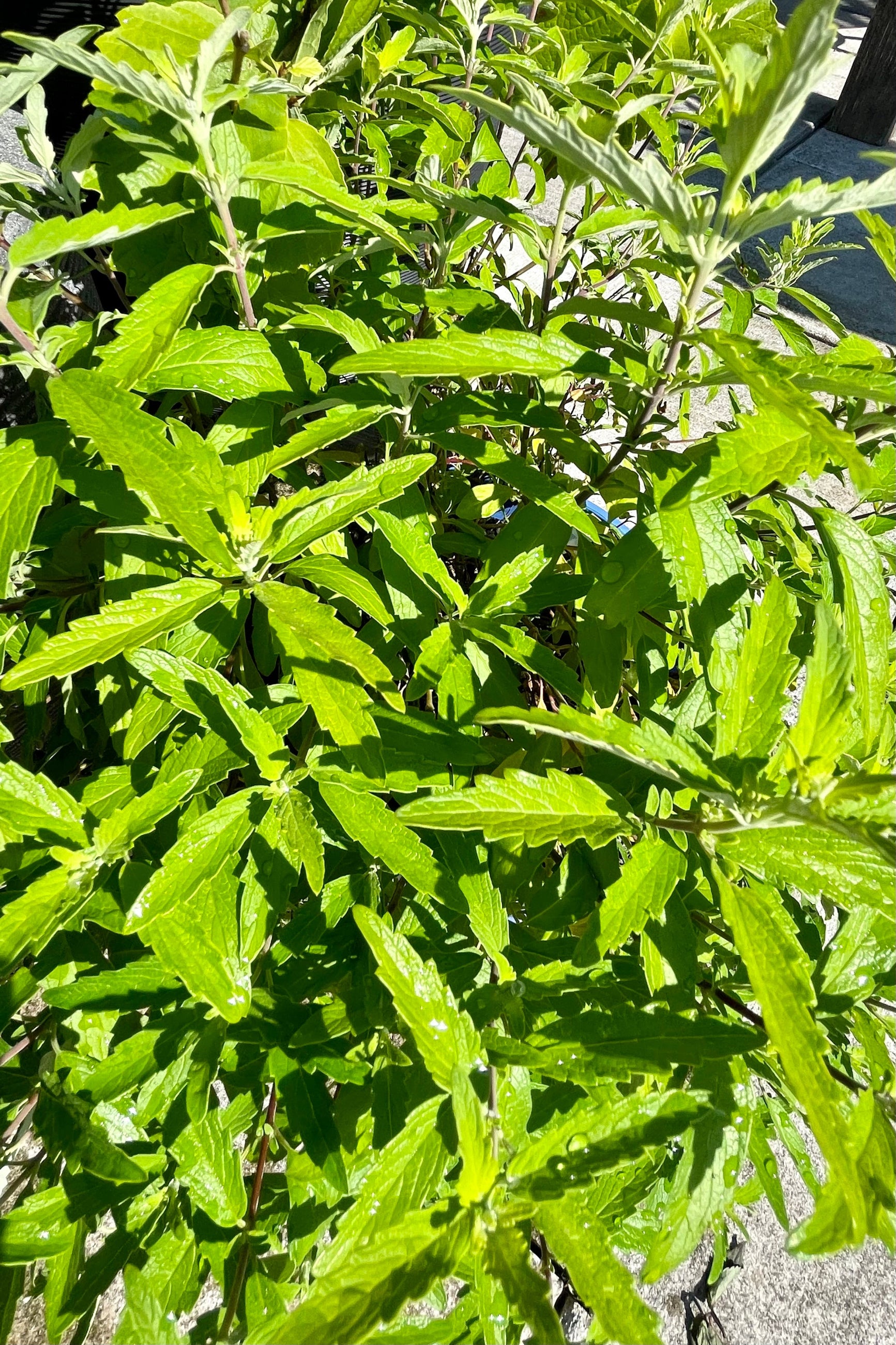 The Caryopteris 'Beekeeper' bluebeard green leaves detail before bloom the end of June at Sprout Home. ©Sprout Home